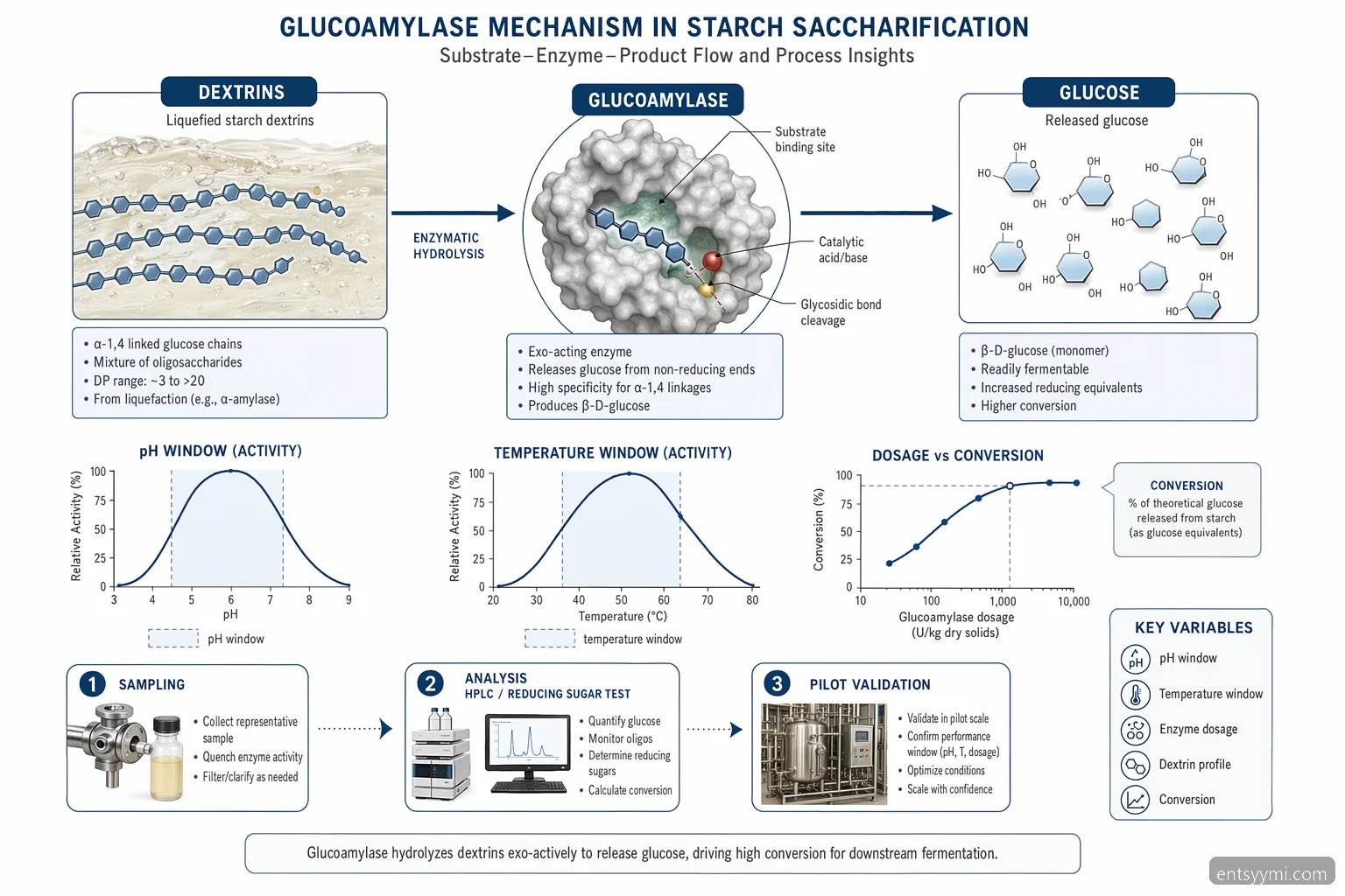entsyymi supplier for starch processing glucoamylase mechanism: dextrins convert to glucose with pH-temp curves